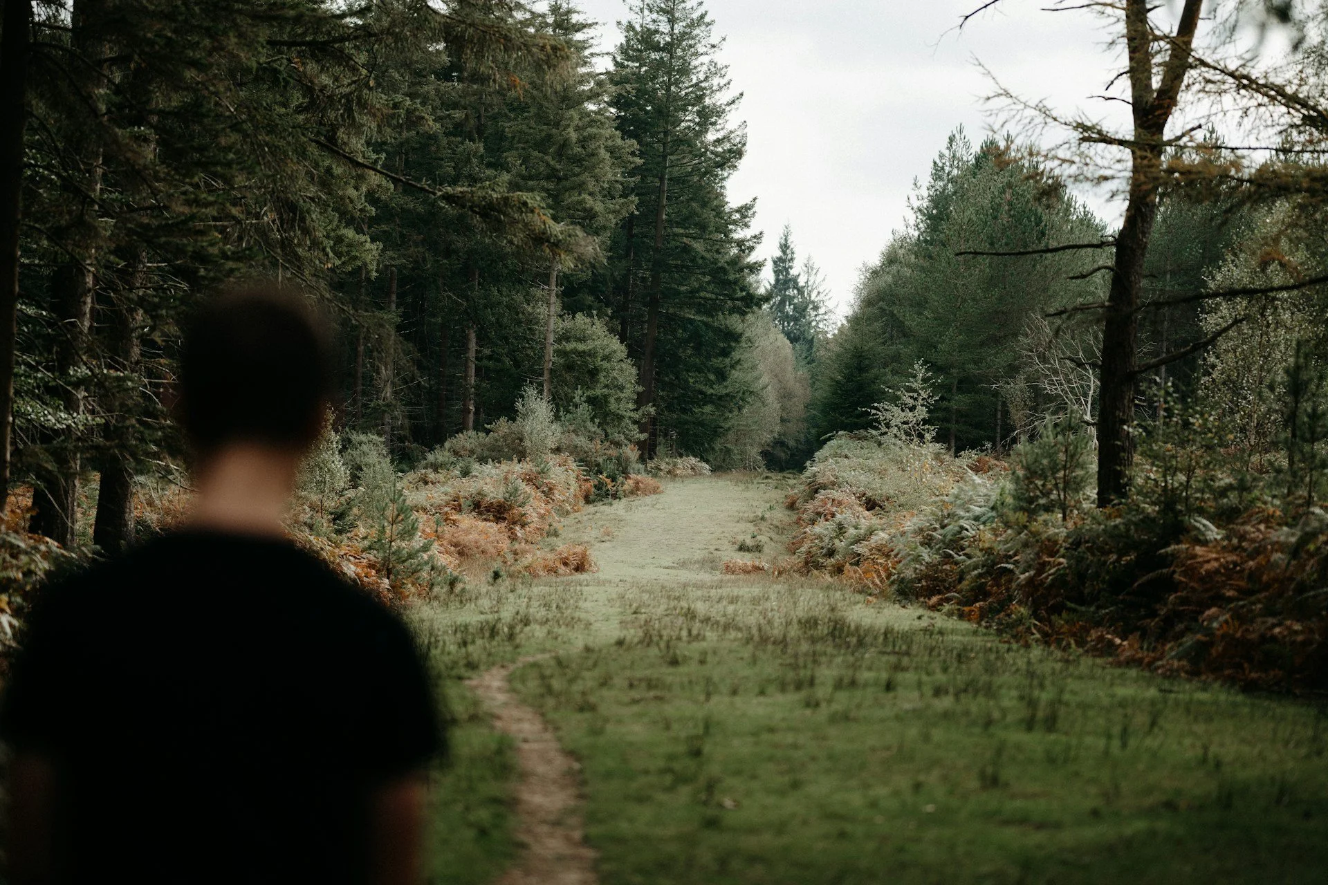 Path through a serene forest landscape.